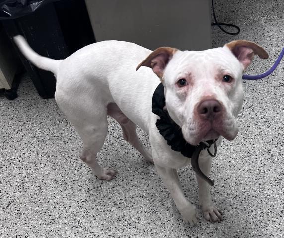 Shelter Stray Male Dog last seen 1-94/E GRAND BLVD DETROIT MI 48211, 7401 Chrysler Dr, Detroit, MI 48211, USA
