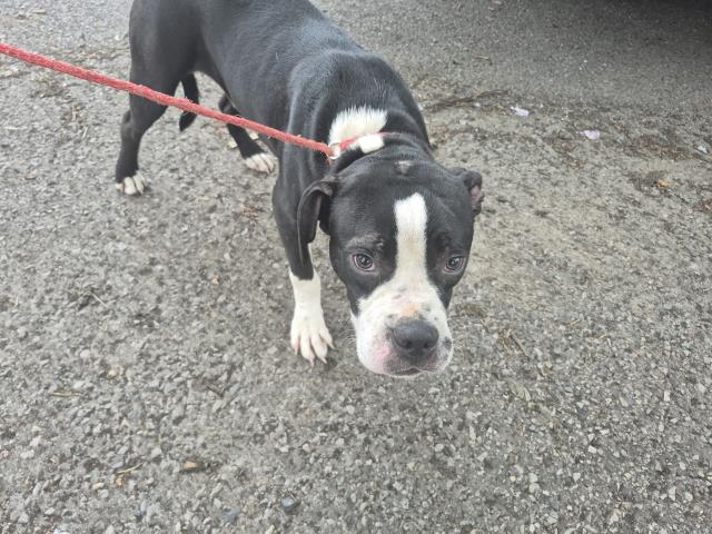 Shelter Stray Male Dog last seen Near BLOCK WALTHAM ST, DETROIT, MI 48205, 7401 Chrysler Dr, Detroit, MI 48211, USA