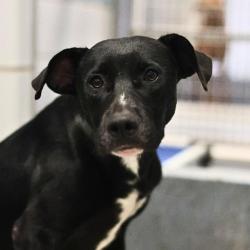 Shelter Stray Female Dog last seen Near BLOCK OF FRESNO, 4710 TX-151, San Antonio, TX 78227, USA