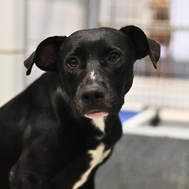 Shelter Stray Female Dog last seen Near BLOCK OF FRESNO, 4710 TX-151, San Antonio, TX 78227, USA