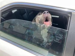 Shelter Stray Male Dog last seen , 4710 TX-151, San Antonio, TX 78227, USA