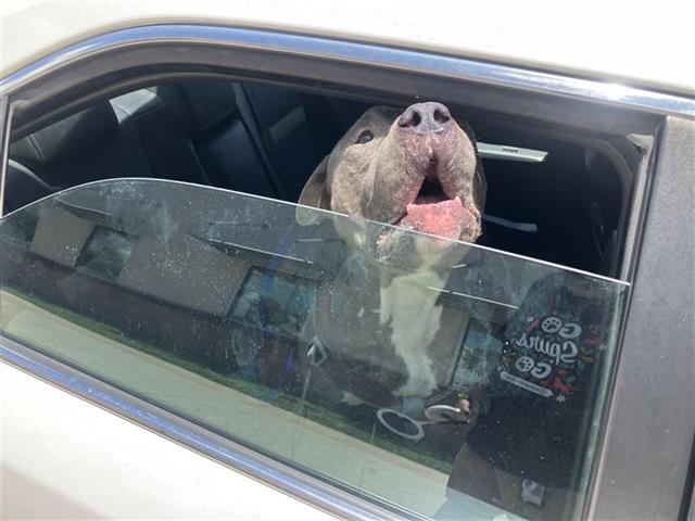 Shelter Stray Male Dog last seen , 4710 TX-151, San Antonio, TX 78227, USA