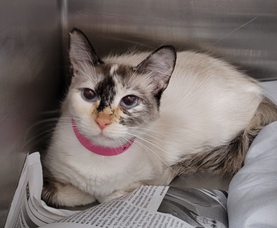 Shelter Stray Female Cat last seen , 1850 W 60th St, Los Angeles, CA 90047, USA