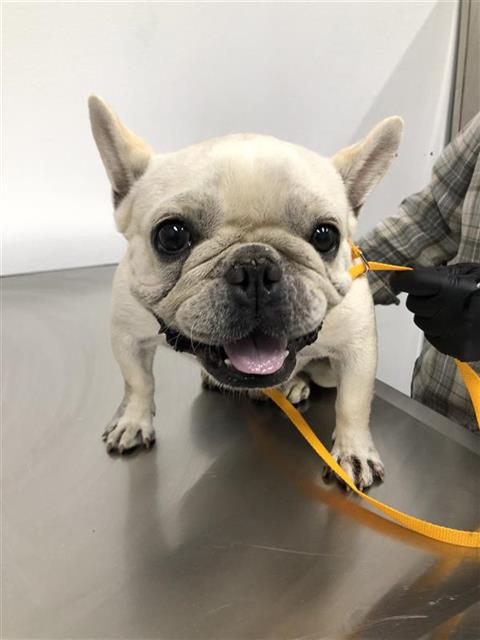 Shelter Stray Male Dog last seen Near BLOCK W SHAW AVE, FRESNO CA 93711 3314, 5277 E Airways Blvd, Fresno, CA 93727, USA