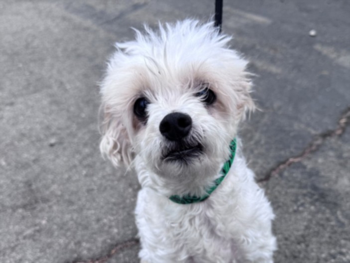 Shelter Stray Male Dog last seen , 11361 W Pico Blvd, Los Angeles, CA 90064, USA