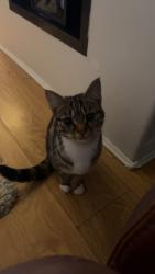 Lost Female Cat last seen Near burns close Da163nj, Greater London, England DA16 3NJ