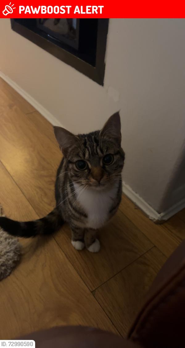 Lost Female Cat last seen Near burns close Da163nj, Greater London, England DA16 3NJ