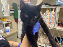 Shelter Stray Male Cat last seen Near BLOCK N 42ND ST, 3839 W Burnham St, West Milwaukee, WI 53215, USA