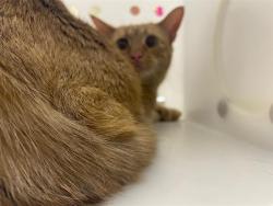 Shelter Stray Unknown Cat last seen Near BLOCK S 78TH ST, 3839 W Burnham St, West Milwaukee, WI 53215, USA