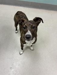 Shelter Stray Female Dog last seen Near KIETZKE LN, RENO NV 89502, 2825 Longley Ln Suite A, Reno, NV 89502, USA