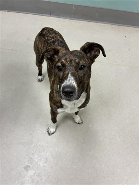 Shelter Stray Female Dog last seen Near KIETZKE LN, RENO NV 89502, 2825 Longley Ln Suite A, Reno, NV 89502, USA