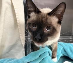 Shelter Stray Male Cat last seen Near BLOCK DIVISION AVE, PUEBLO CO 81008, 4600 Eagleridge Pl, Pueblo, CO 81008, USA