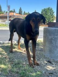 Shelter Stray Male Dog last seen PANORAMA DR / MORNING DR, BAKERSFIELD, CA, 201 S Mt Vernon Ave, Bakersfield, CA 93307, USA