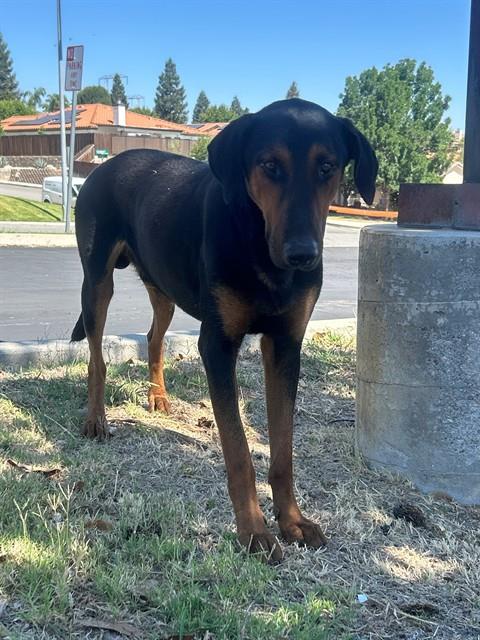 Shelter Stray Male Dog last seen PANORAMA DR / MORNING DR, BAKERSFIELD, CA, 201 S Mt Vernon Ave, Bakersfield, CA 93307, USA