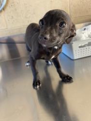Shelter Stray Female Dog last seen MING AVE/ EL PORTAL DR, BAKERSFIELD, CA, 201 S Mt Vernon Ave, Bakersfield, CA 93307, USA