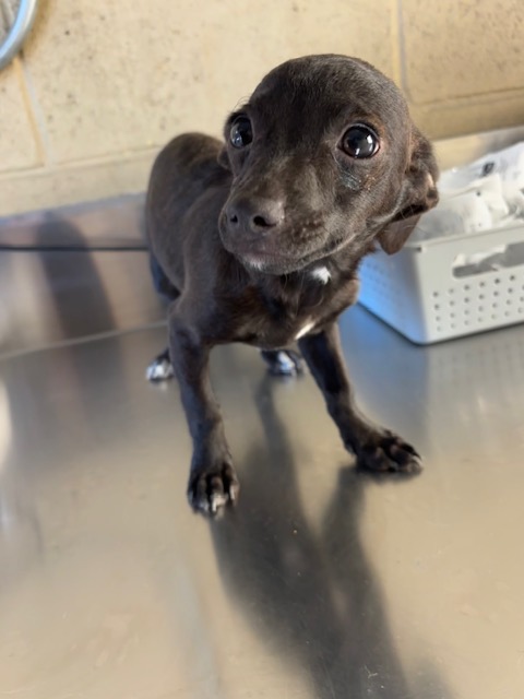 Shelter Stray Female Dog last seen MING AVE/ EL PORTAL DR, BAKERSFIELD, CA, 201 S Mt Vernon Ave, Bakersfield, CA 93307, USA