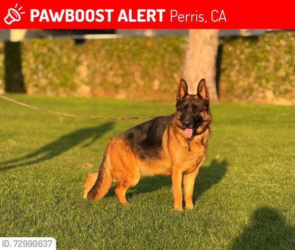 Lost Female Dog last seen Markham St & Alexander St, Perris, CA 92570