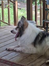 Found/Stray Female Dog last seen day street and 6th, Denison, TX 75020