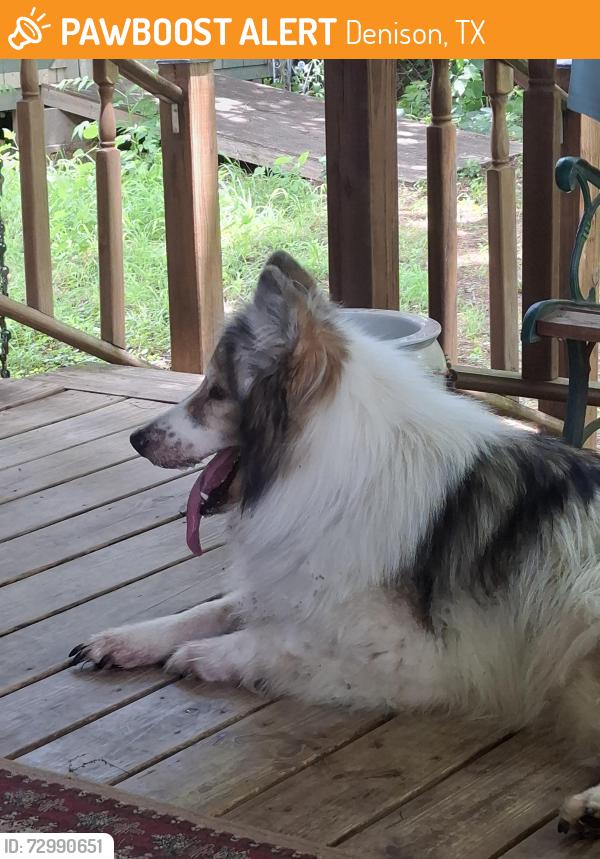 Found/Stray Female Dog last seen day street and 6th, Denison, TX 75020