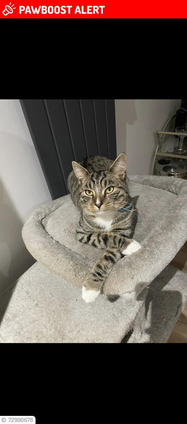 Lost Male Cat last seen Armadale Ave , Greater Manchester, England M9 6HS