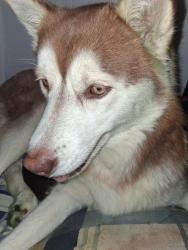 Lost Female Dog last seen Denton Rd , Thomasville, NC 27360