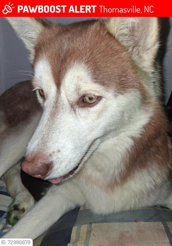 Lost Female Dog last seen Denton Rd , Thomasville, NC 27360