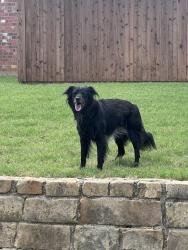 Found/Stray Unknown Dog last seen Whitley , Keller, TX 76248