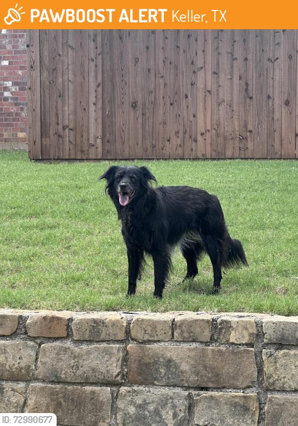 Found/Stray Unknown Dog last seen Whitley , Keller, TX 76248