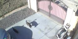 Found/Stray Unknown Dog last seen Canpus and Kendall, San Bernardino, CA 92407