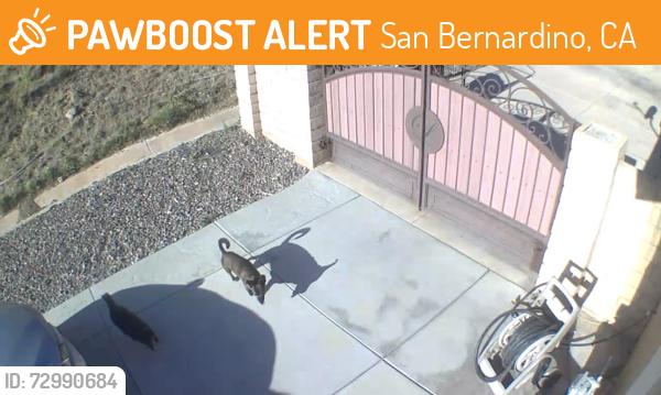 Found/Stray Unknown Dog last seen Canpus and Kendall, San Bernardino, CA 92407
