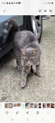 Lost Male Cat last seen Lake circle woodstock GA 30188, Cherokee County, GA 30188