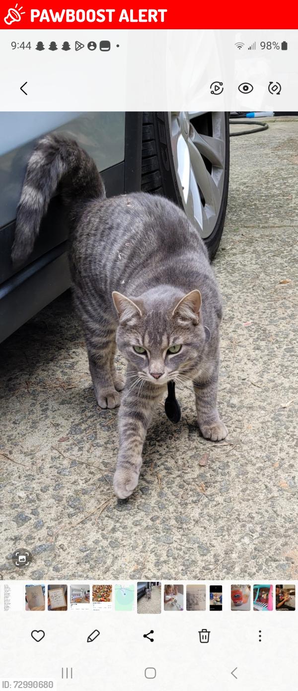 Lost Male Cat last seen Lake circle woodstock GA 30188, Cherokee County, GA 30188
