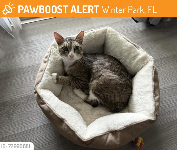 Found/Stray Male Cat last seen lake howell road, Winter Park, FL 32792