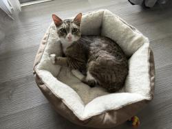Found/Stray Male Cat last seen lake howell road, Winter Park, FL 32792