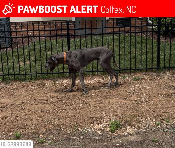 Lost Male Dog last seen Colfax nc , Colfax, NC 27235