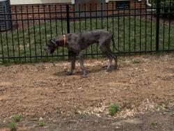 Lost Male Dog last seen Colfax nc , Colfax, NC 27235