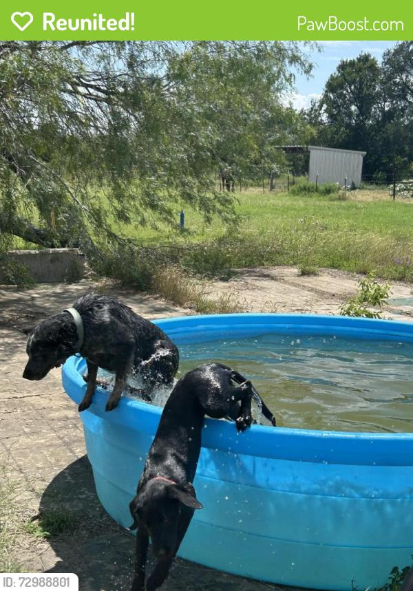 Reunited Female Dog last seen Walnut Creek ranch, Cedar Creek, TX 78612