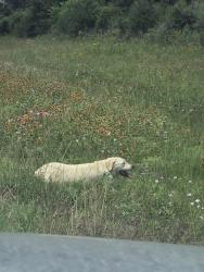 Found/Stray Male Dog last seen Near PR 7050, Gause, TX 77857