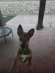 Found/Stray Female Dog last seen Edgemere and McRae, El Paso, TX 79925