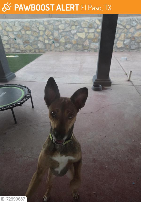 Found/Stray Female Dog last seen Edgemere and McRae, El Paso, TX 79925