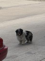 Found/Stray Unknown Dog last seen Mitc, South Collins, Valley View. , Arlington, TX 76010