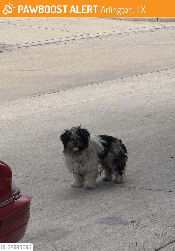 Found/Stray Unknown Dog last seen Mitc, South Collins, Valley View. , Arlington, TX 76010