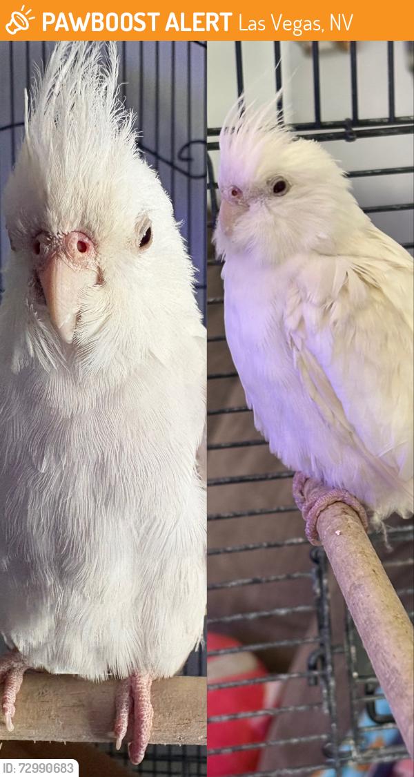 Found/Stray Unknown Bird last seen Manhattan Drive and Vegas Drice, Las Vegas, NV 89106