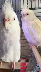 Found/Stray Unknown Bird last seen Manhattan Drive and Vegas Drice, Las Vegas, NV 89106