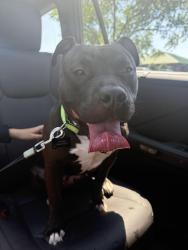 Found/Stray Female Dog last seen Bonita Parkway and Waterview, Hendersonville, TN 37075