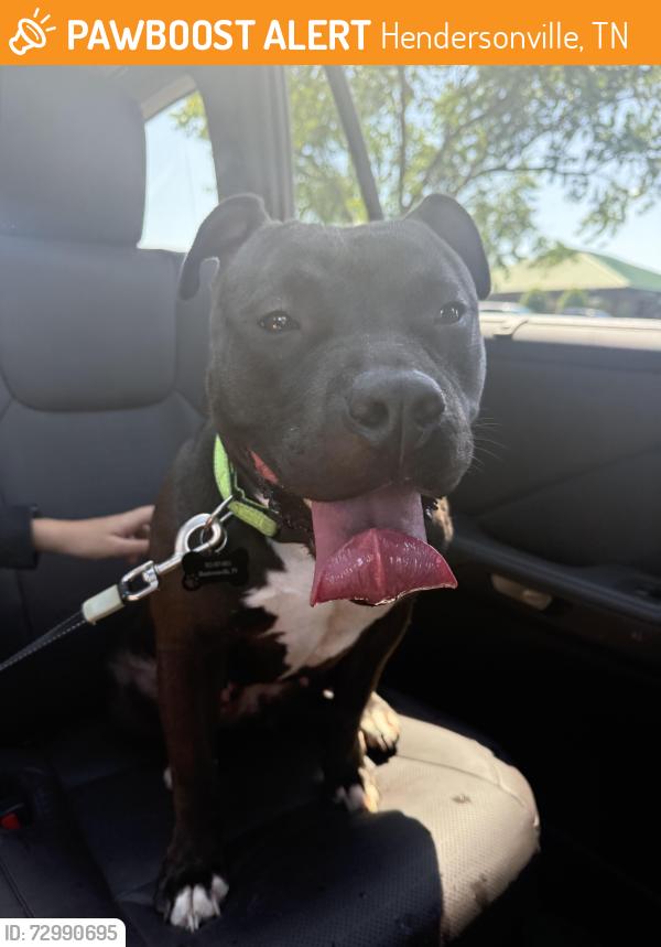 Found/Stray Female Dog last seen Bonita Parkway and Waterview, Hendersonville, TN 37075