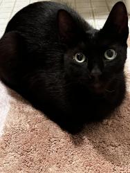Reunited Male Cat last seen 23rd St and Pico, Santa Monica, CA 90404