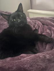 Lost Male Cat last seen Near Avenue F feasterville Trevose 19053, Trevose, PA 19053