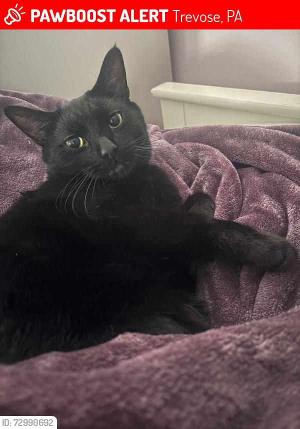Lost Male Cat last seen Near Avenue F feasterville Trevose 19053, Trevose, PA 19053