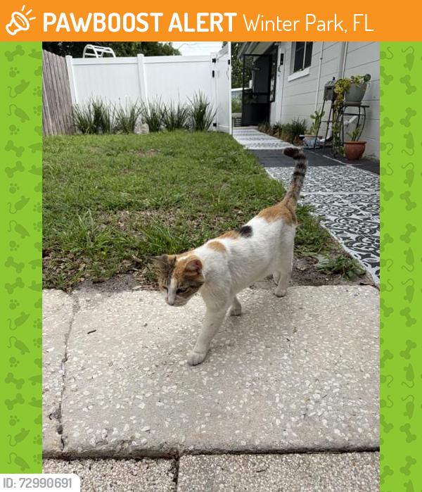 Found/Stray Female Cat last seen lake howell road, Winter Park, FL 32792